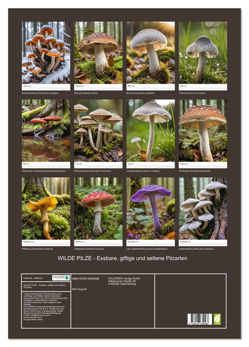 WILDE PILZE - Essbare, giftige und seltene Pilzarten (CALVENDO Wandkalender 2026)