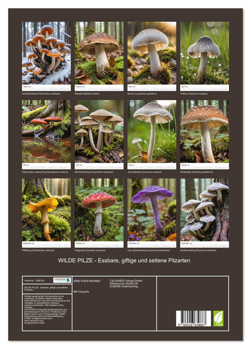 WILDE PILZE - Essbare, giftige und seltene Pilzarten (CALVENDO Premium Wandkalender 2026)
