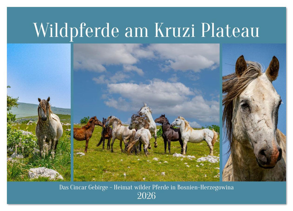 Wildpferde am Kruzi Plateau (CALVENDO Wandkalender 2026)