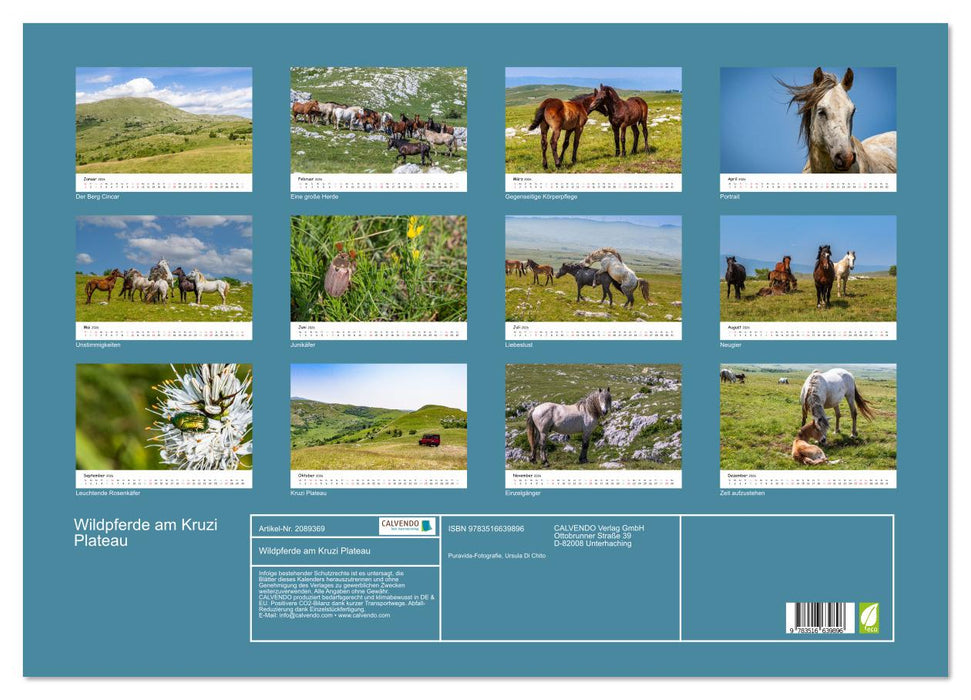 Wildpferde am Kruzi Plateau (CALVENDO Wandkalender 2026)