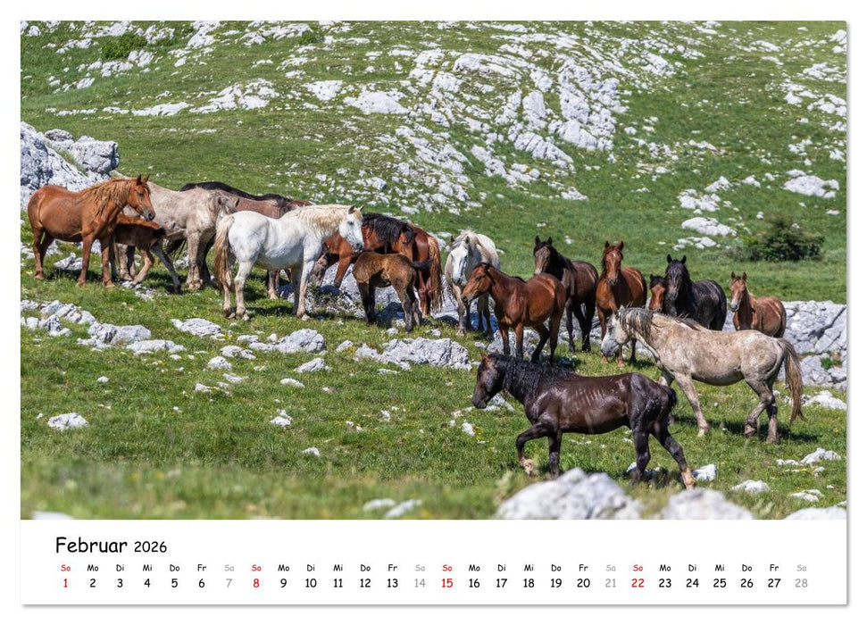 Wildpferde am Kruzi Plateau (CALVENDO Wandkalender 2026)