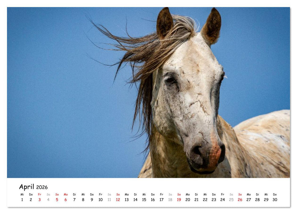 Wildpferde am Kruzi Plateau (CALVENDO Wandkalender 2026)