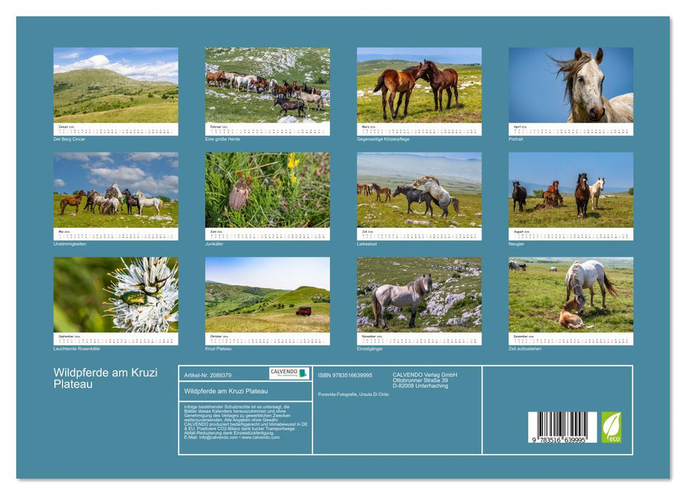 Wildpferde am Kruzi Plateau (CALVENDO Premium Wandkalender 2026)