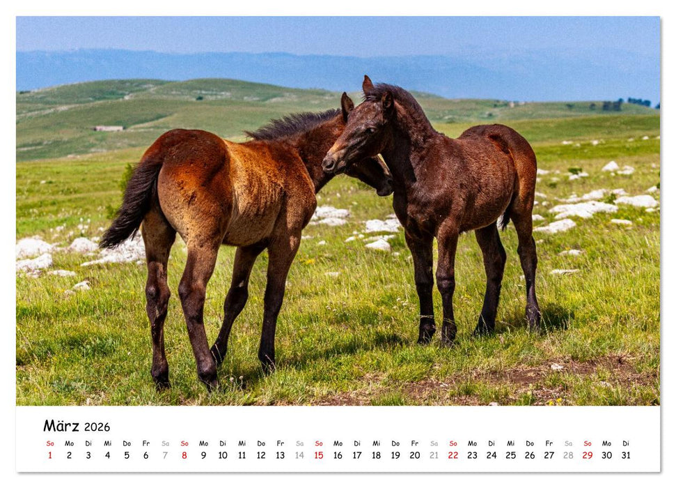 Wildpferde am Kruzi Plateau (CALVENDO Premium Wandkalender 2026)