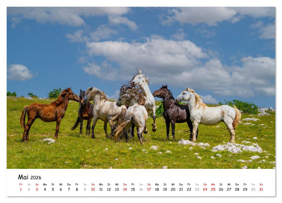 Wildpferde am Kruzi Plateau (CALVENDO Premium Wandkalender 2026)