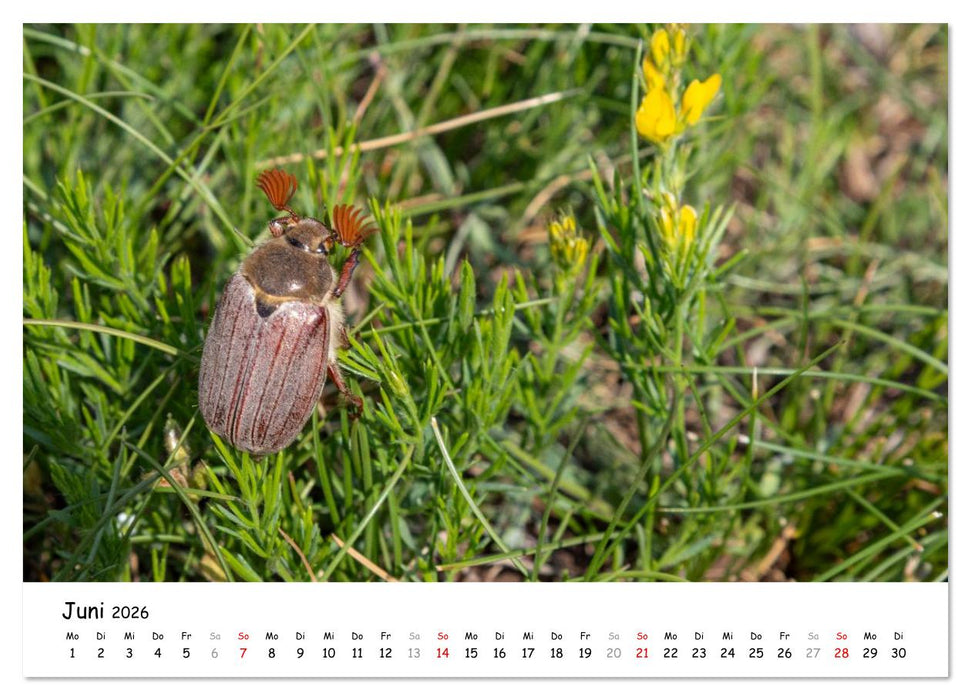 Wildpferde am Kruzi Plateau (CALVENDO Premium Wandkalender 2026)