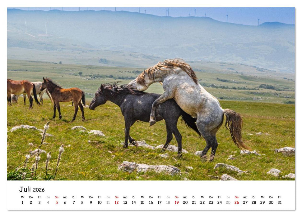 Wildpferde am Kruzi Plateau (CALVENDO Premium Wandkalender 2026)