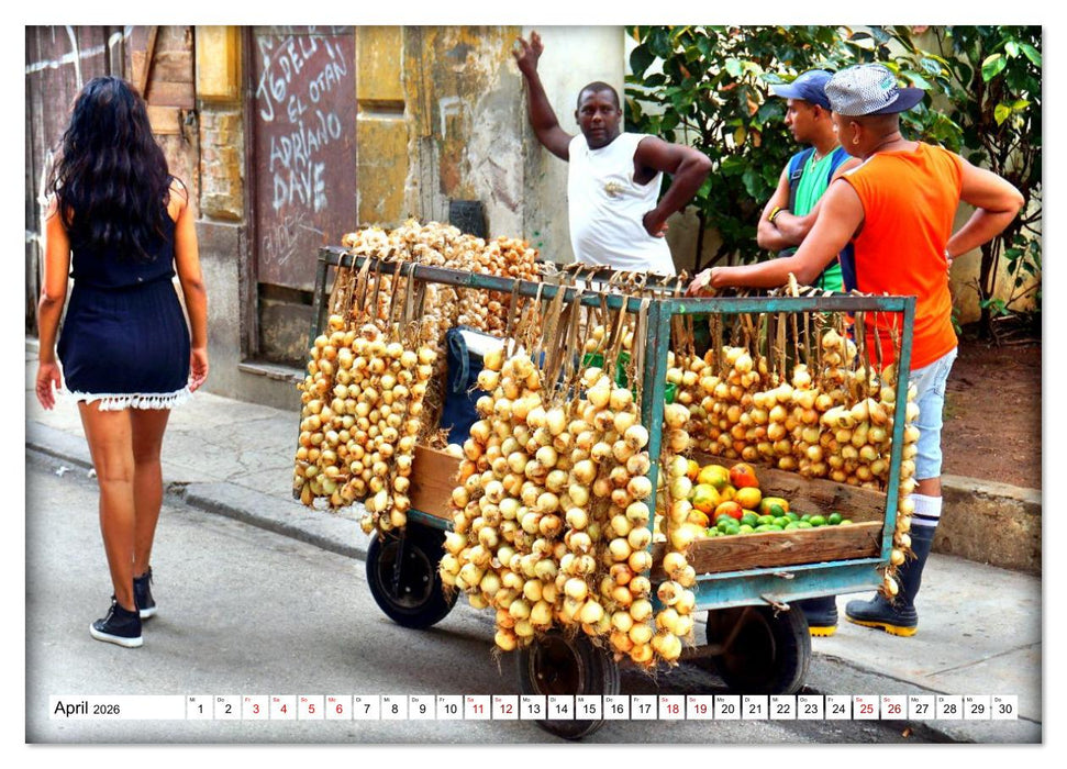 HAVANNA - Beruf Zwiebel-Händler (CALVENDO Premium Wandkalender 2026)