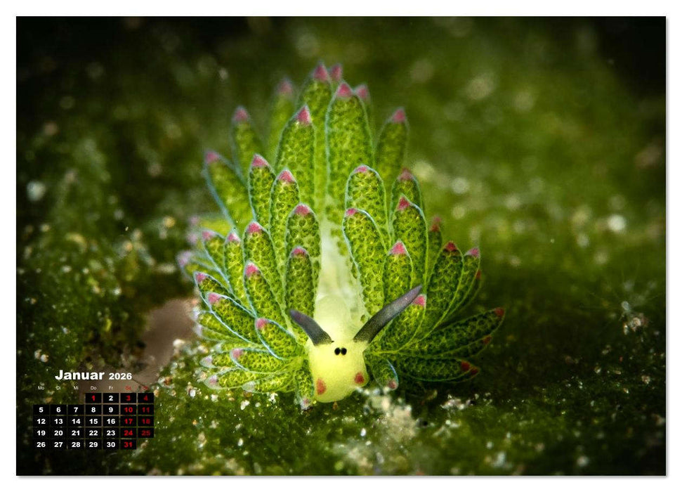 Nudis – Die bunte Welt der Nacktschnecken (CALVENDO Wandkalender 2026)