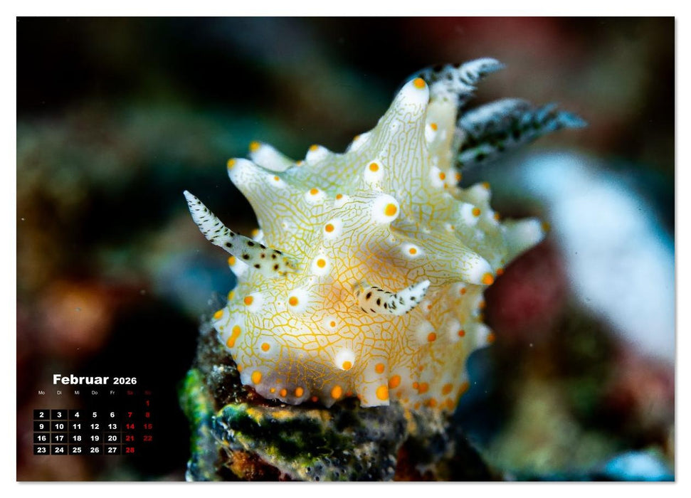 Nudis – Die bunte Welt der Nacktschnecken (CALVENDO Wandkalender 2026)