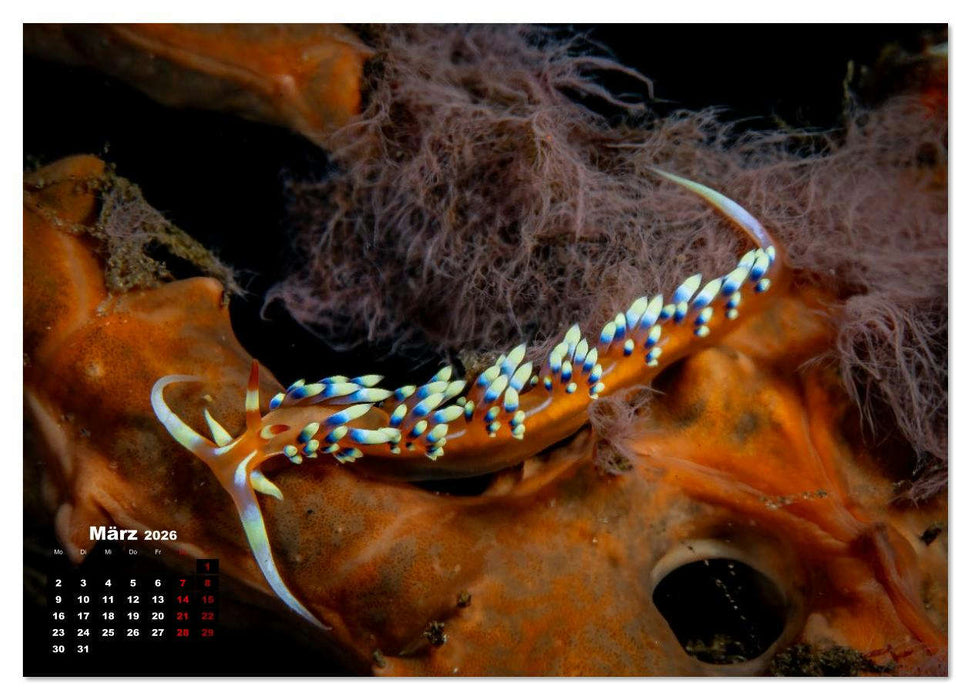 Nudis – Die bunte Welt der Nacktschnecken (CALVENDO Wandkalender 2026)