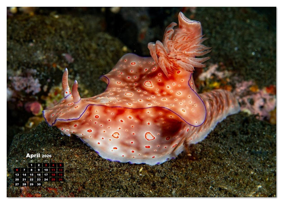 Nudis – Die bunte Welt der Nacktschnecken (CALVENDO Wandkalender 2026)