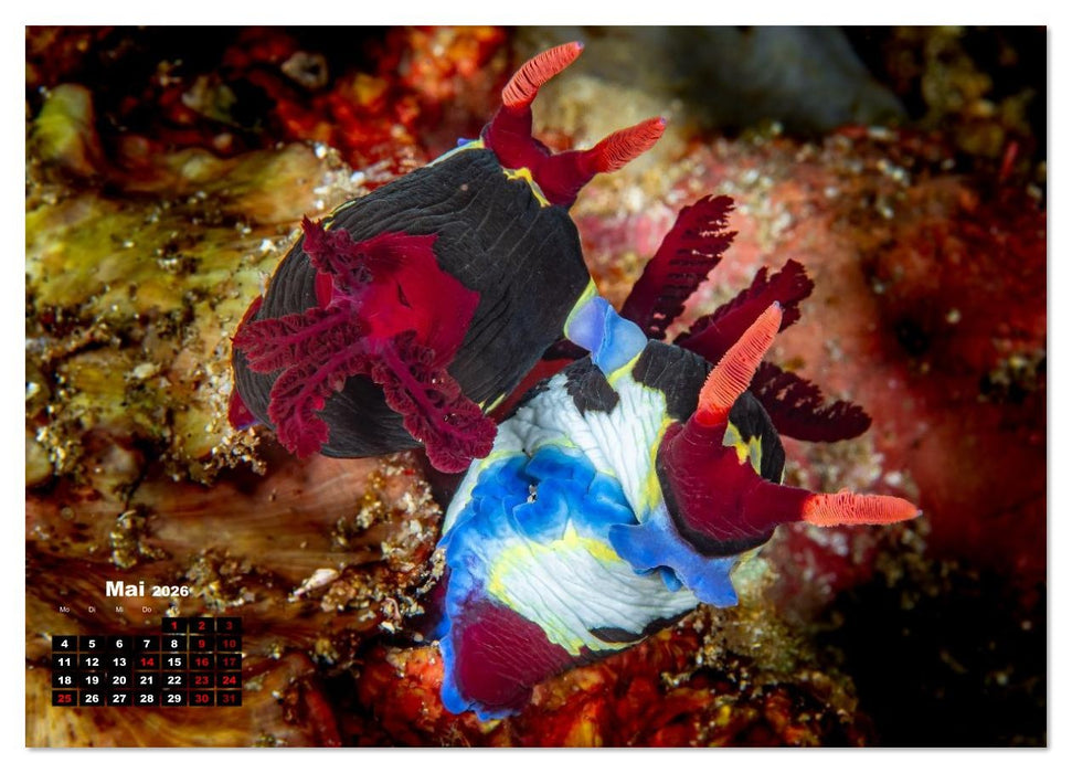 Nudis – Die bunte Welt der Nacktschnecken (CALVENDO Wandkalender 2026)