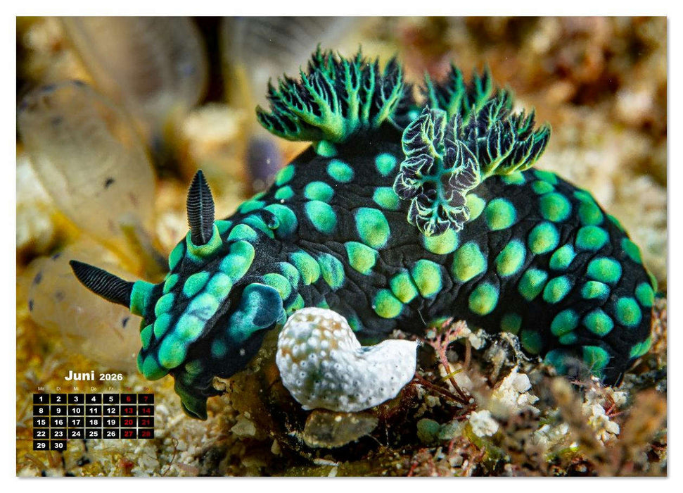 Nudis – Die bunte Welt der Nacktschnecken (CALVENDO Wandkalender 2026)