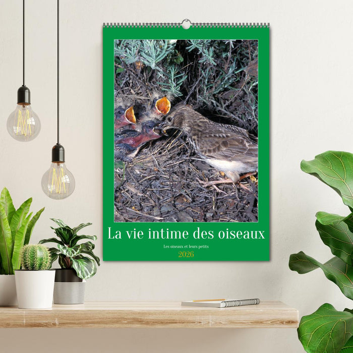 La vie intime des oiseaux Les oiseaux et leurs petits (CALVENDO Calendrier mensuel 2026)