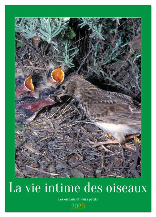 La vie intime des oiseaux Les oiseaux et leurs petits (CALVENDO Calendrier mensuel 2026)