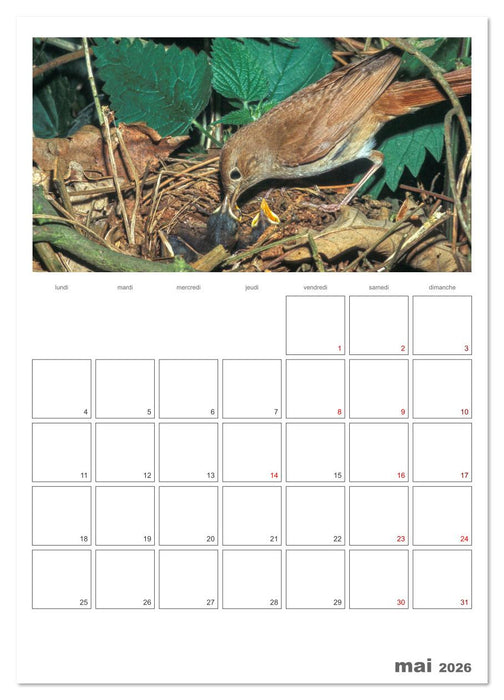 La vie intime des oiseaux Les oiseaux et leurs petits (CALVENDO Calendrier mensuel 2026)