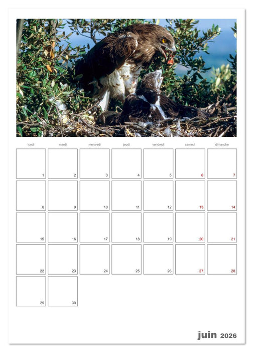 La vie intime des oiseaux Les oiseaux et leurs petits (CALVENDO Calendrier mensuel 2026)