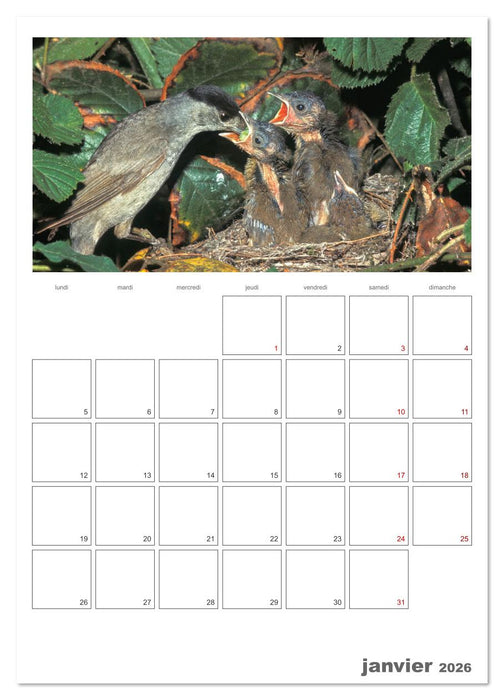 La vie intime des oiseaux Les oiseaux et leurs petits (CALVENDO Calendrier supérieur 2026)