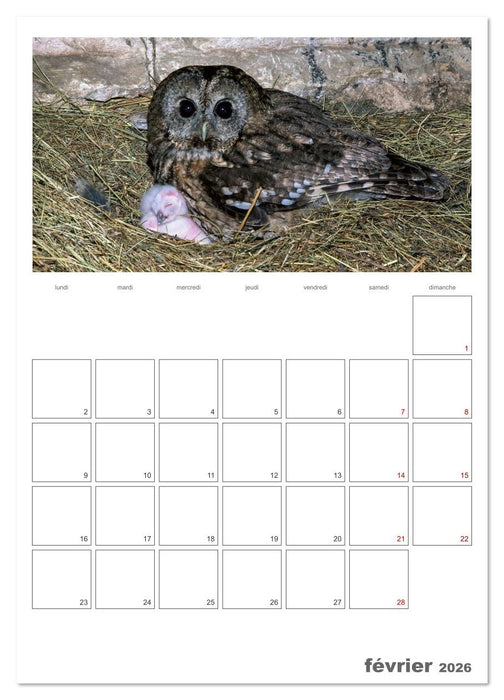 La vie intime des oiseaux Les oiseaux et leurs petits (CALVENDO Calendrier supérieur 2026)