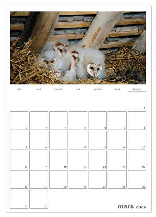 La vie intime des oiseaux Les oiseaux et leurs petits (CALVENDO Calendrier supérieur 2026)