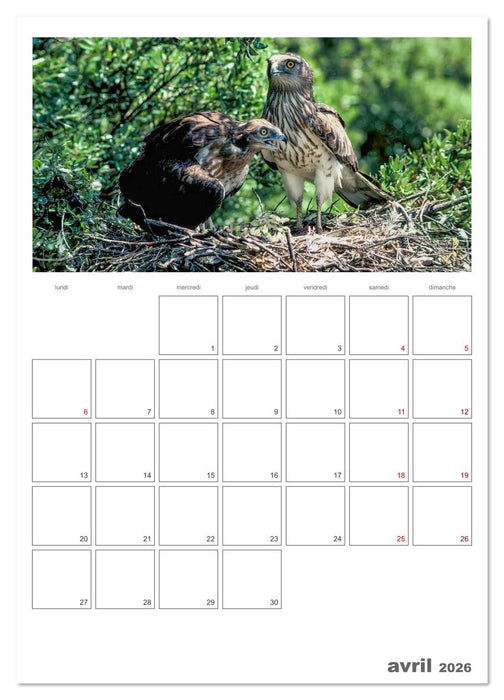 La vie intime des oiseaux Les oiseaux et leurs petits (CALVENDO Calendrier supérieur 2026)