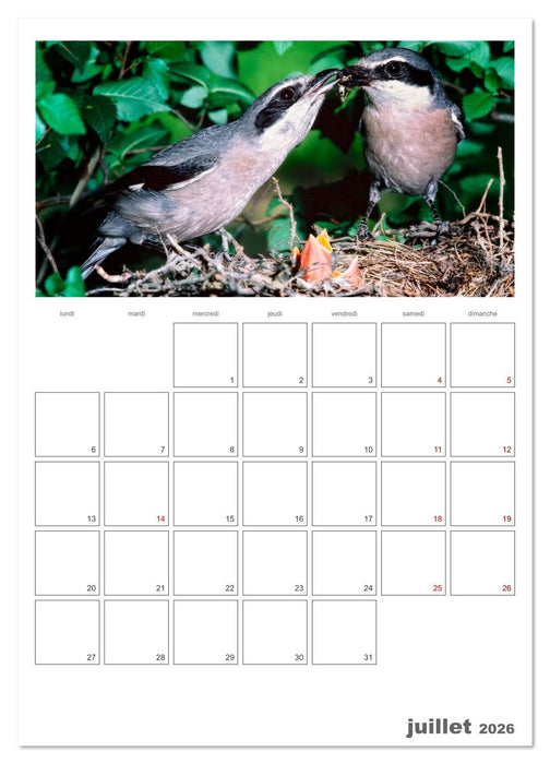 La vie intime des oiseaux Les oiseaux et leurs petits (CALVENDO Calendrier supérieur 2026)