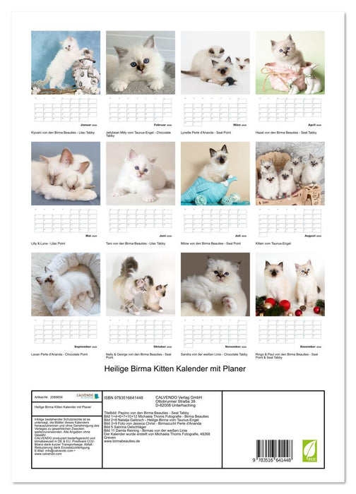 Heilige Birma Kitten Kalender mit Planer (CALVENDO Premium Wandkalender 2026)