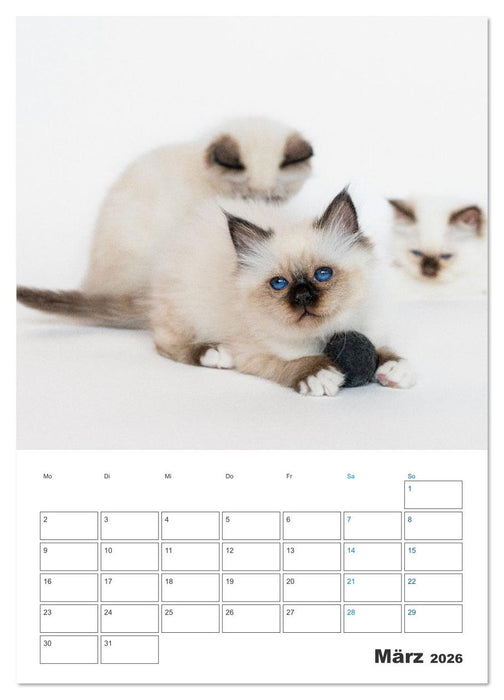 Heilige Birma Kitten Kalender mit Planer (CALVENDO Premium Wandkalender 2026)
