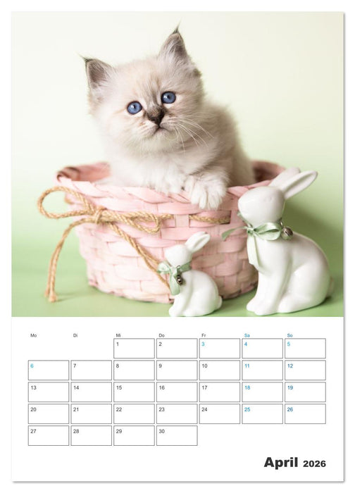 Heilige Birma Kitten Kalender mit Planer (CALVENDO Premium Wandkalender 2026)
