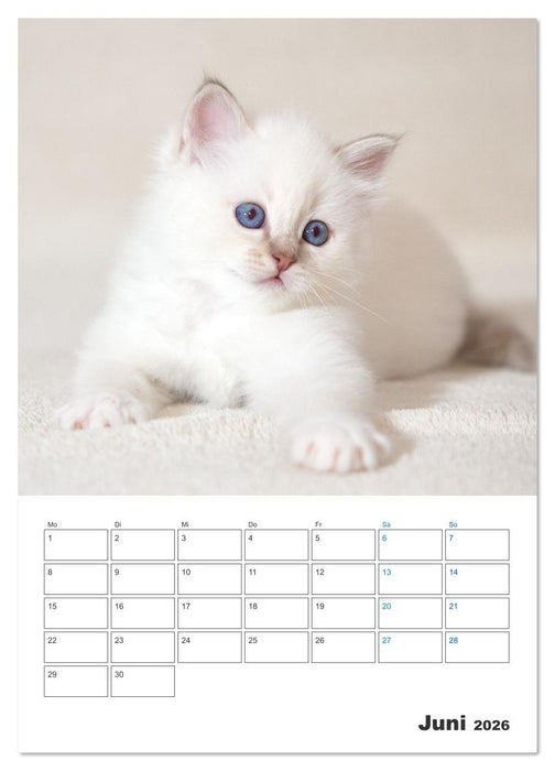 Heilige Birma Kitten Kalender mit Planer (CALVENDO Premium Wandkalender 2026)