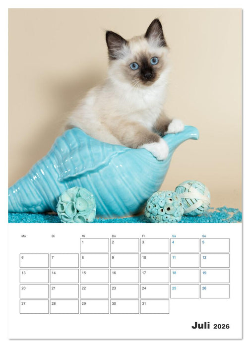Heilige Birma Kitten Kalender mit Planer (CALVENDO Premium Wandkalender 2026)