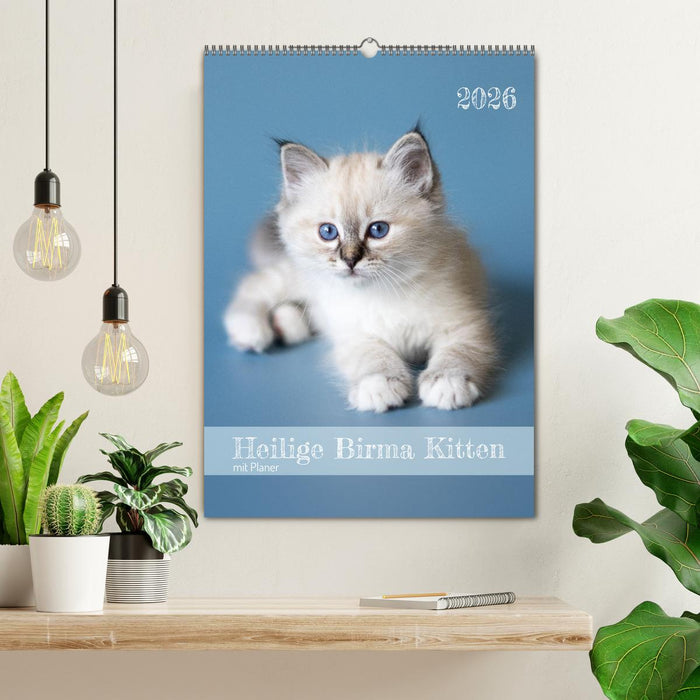 Heilige Birma Kitten Kalender mit Planer (CALVENDO Wandkalender 2026)