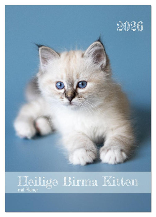 Heilige Birma Kitten Kalender mit Planer (CALVENDO Wandkalender 2026)
