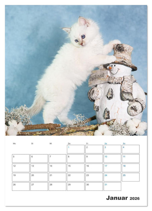 Heilige Birma Kitten Kalender mit Planer (CALVENDO Wandkalender 2026)