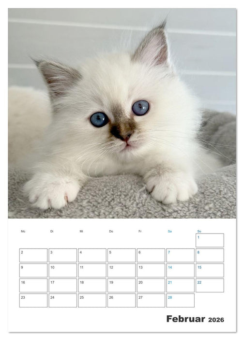 Heilige Birma Kitten Kalender mit Planer (CALVENDO Wandkalender 2026)