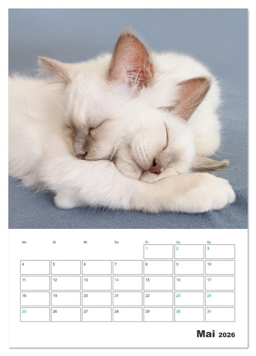 Heilige Birma Kitten Kalender mit Planer (CALVENDO Wandkalender 2026)