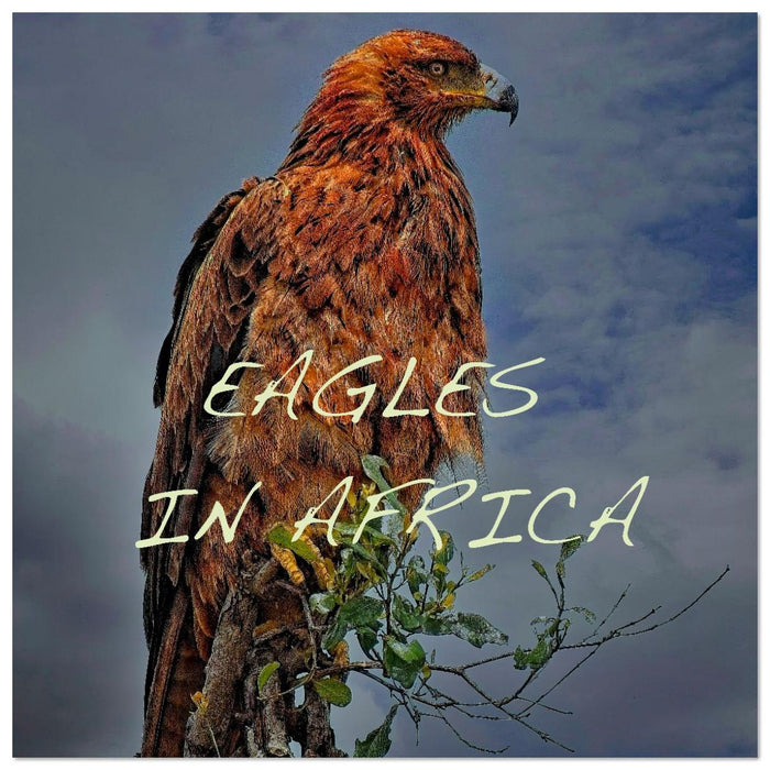 Eagles in Africa (CALVENDO Monthly Calendar 2026)
