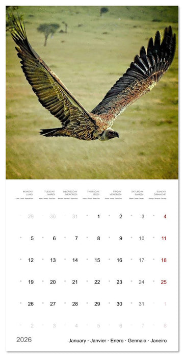 Eagles in Africa (CALVENDO Monthly Calendar 2026)