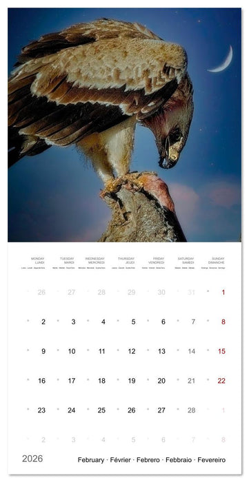 Eagles in Africa (CALVENDO Monthly Calendar 2026)