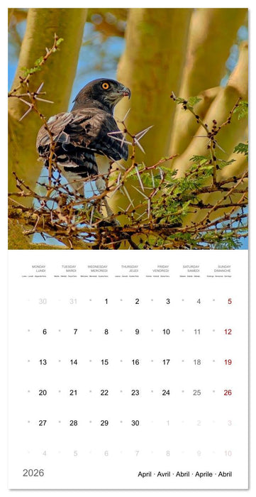 Eagles in Africa (CALVENDO Monthly Calendar 2026)