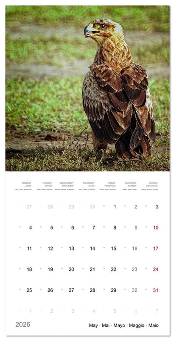 Eagles in Africa (CALVENDO Monthly Calendar 2026)