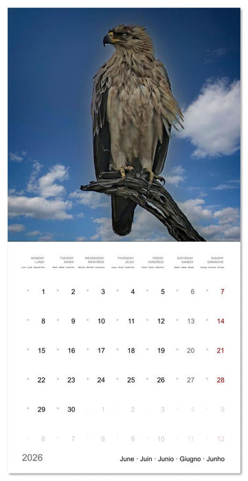 Eagles in Africa (CALVENDO Monthly Calendar 2026)