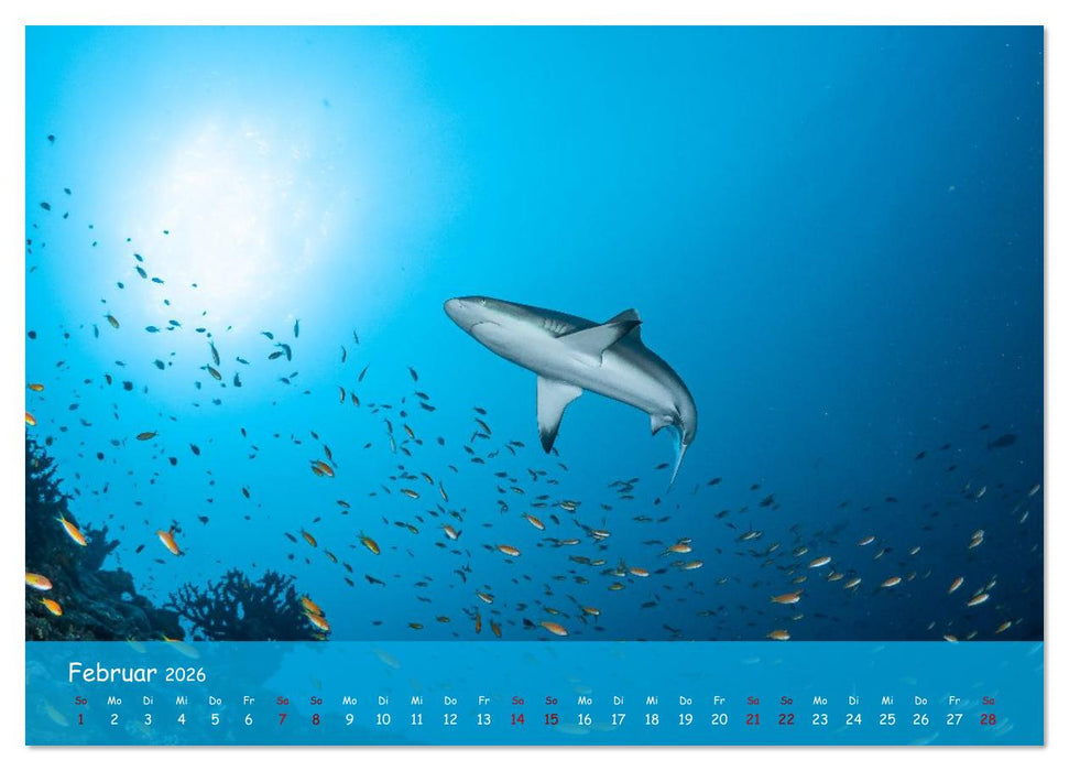 Faszinierende Meereswelt der Malediven (CALVENDO Wandkalender 2026)
