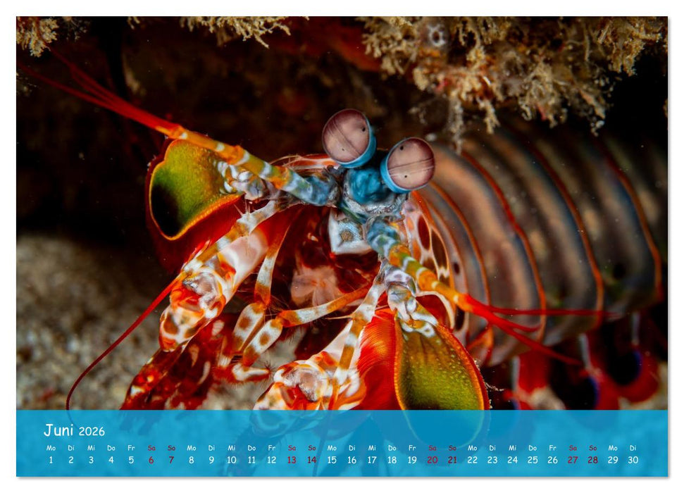 Faszinierende Meereswelt der Malediven (CALVENDO Wandkalender 2026)