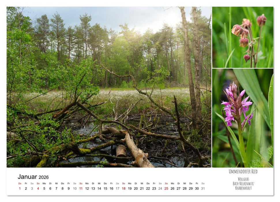 Schwabens Riede und Moore (CALVENDO Premium Wandkalender 2026)