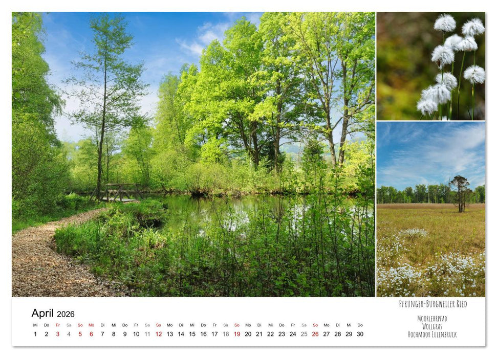 Schwabens Riede und Moore (CALVENDO Premium Wandkalender 2026)
