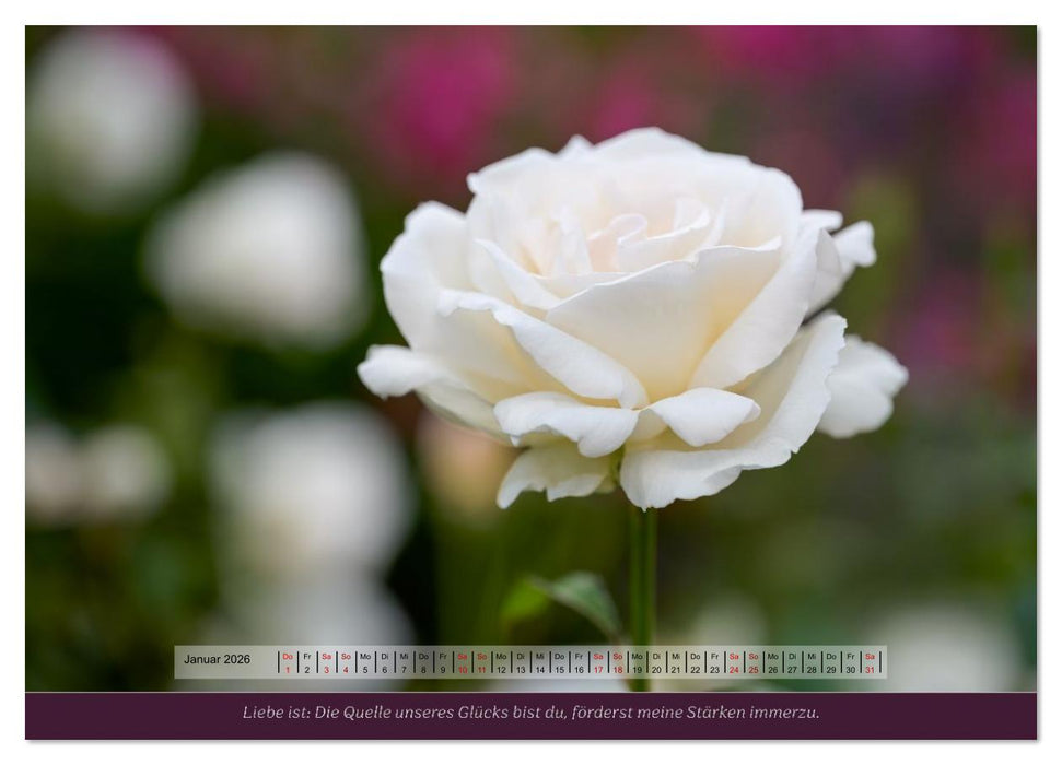 Rosen, Liebe ist (CALVENDO Wandkalender 2026)