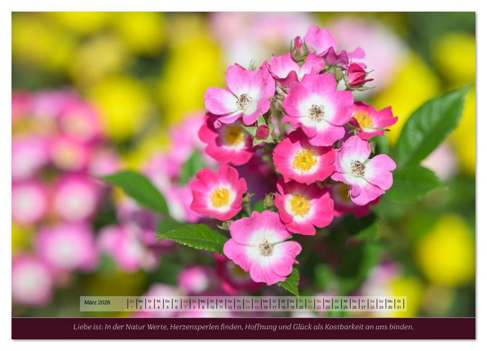 Rosen, Liebe ist (CALVENDO Wandkalender 2026)