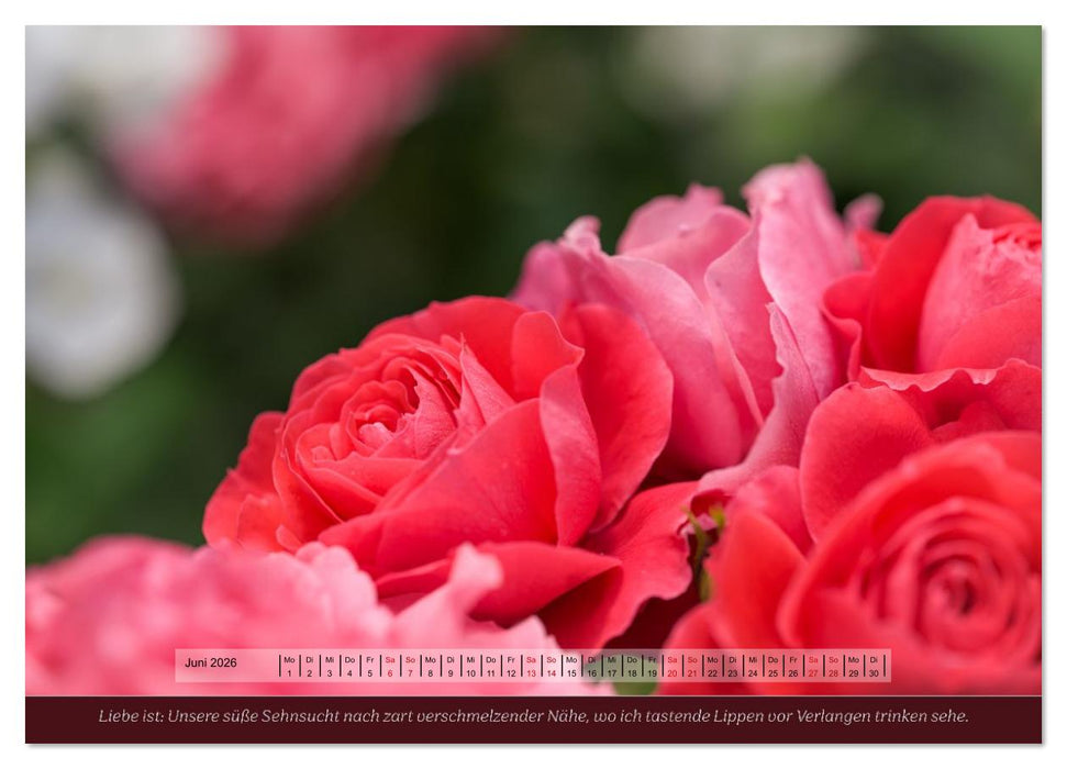 Rosen, Liebe ist (CALVENDO Wandkalender 2026)